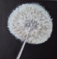 pusteblume